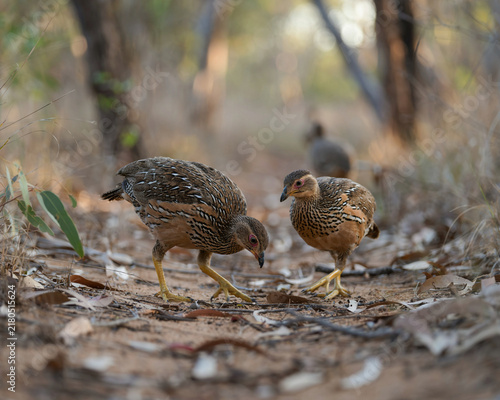 Two Quails Foraging on a Forest Floor with Blurred Background