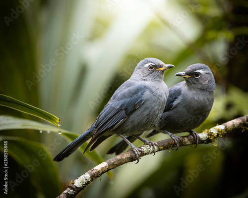 Two small grey birds perched closely together on a branch