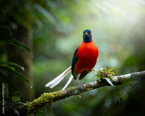 Vibrant Red and Blue Bird with Long Tail Feathers on a Branch