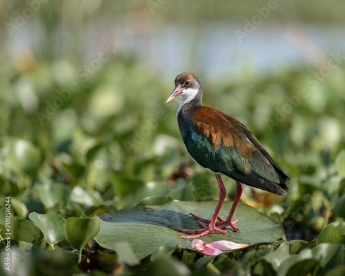 Water Bird Standing on a Lily Pad in a Wetland wading bird
