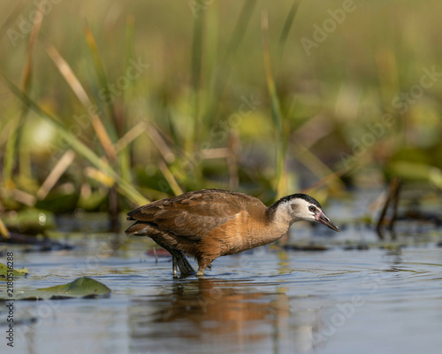 Water bird wading in shallow water with reeds in background