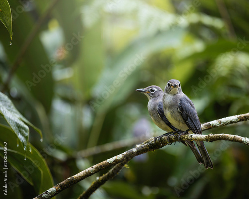 Two Small Birds Perched on a Mossy Branch in Lush Greenery