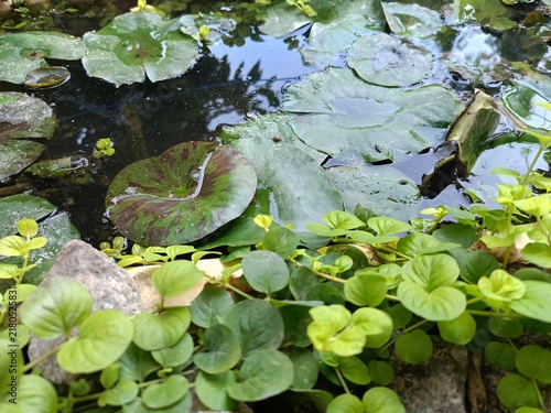 Konstfotografi water lily leaves in the pond