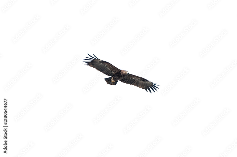Fototapeta premium A majestic Golden Eagle (Aquila chrysaetos) flying in isolation against a transparent background. With its wings spread wide, it soars against a black background.