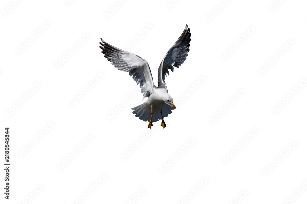 Obraz premium An isolated Armenian Gull (Larus armenicus) on a transparent background, raising its wings in a V-shape as it lands.