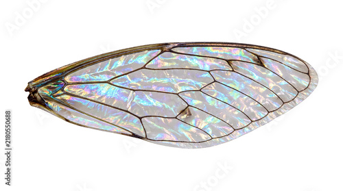 Iridescent insect wing with holographic texture. Translucent fly wing showing detailed vein patterns. Shimmering gossamer wing for biology and design. isolated PNG with Transparent Background