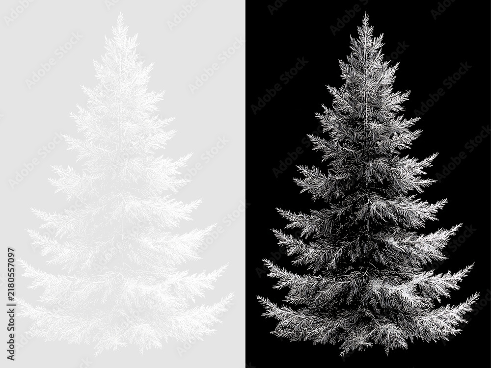 Fototapeta premium Hand drawn spruce tree sketch on transparent and black backgrounds. White line art evergreen pine tree illustration. Christmas holiday design element
