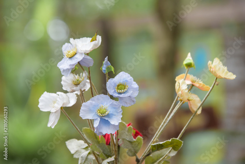 forget me not flowers