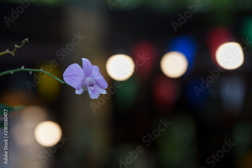 Orchids are blooming beautifully against a bokeh effect.