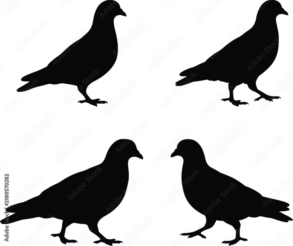 Fototapeta premium Pigeon silhouette vector. Rock dove vector icon set