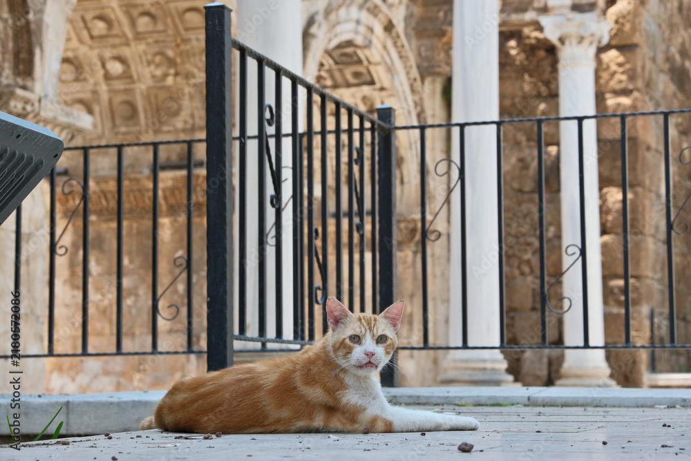 Obraz premium Red and White Stray Cat Lying Near Ancient Columns at Hadrian's Gate in Antalya
