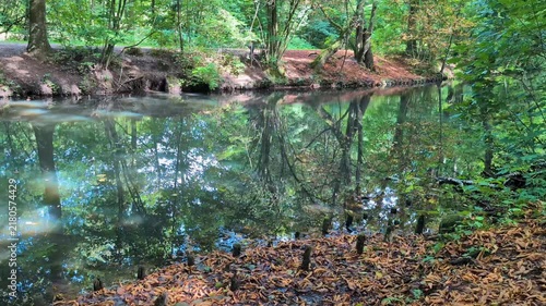 tranquil river stream in a lush green forest with reflections on calm water and fallen leaves scattered along the river bank. Alster river in Hamburg, Germany on sunny day.