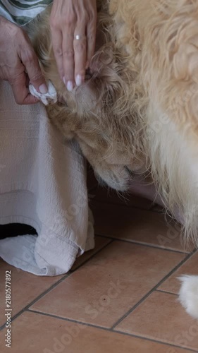 Woman Owner Cleaning Golden Retriever Dog Ear, Vertical Shot, Close Up, 4K
