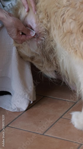 Woman Owner Cleaning Golden Retriever Dog Ear, Vertical Shot, Close Up, 4K
