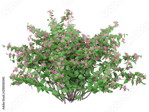 Pink Weigela Isolated PNG, Broad Spreading Flowering Bush, Transparent Background