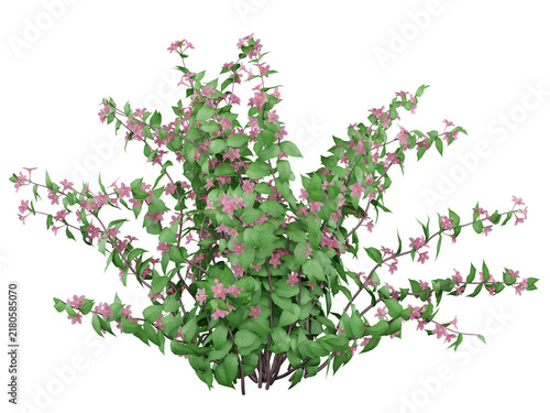 Pink Weigela Isolated PNG, Upright Open-Branched Flowering Shrub, Transparent Background