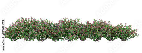 Pink Weigela Isolated PNG, Long Flowering Shrub Hedge, Transparent Background