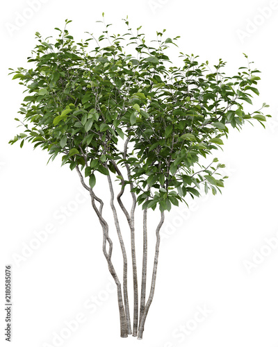 European Hornbeam Isolated PNG, Slender Multi-Stem Deciduous Tree, Transparent Background