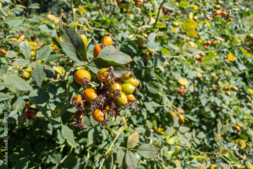 Canvastavla Bunch of ripening rosehips on dog rose bush in sunny garden