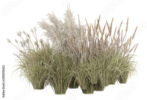 Pampas Grass Isolated PNG, Mixed Feathery Ornamental Grass Border, Transparent Background