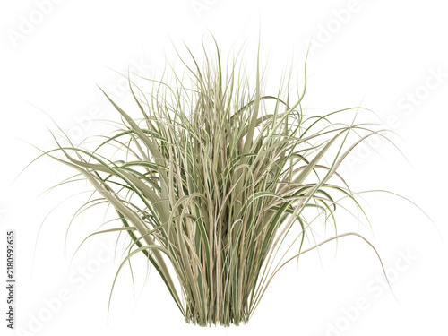 Variegated Ornamental Grass Isolated PNG, Dense Arching Grass Clump, Transparent Background