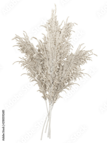 Dried Pampas Grass Isolated PNG, Feathery Plume Bouquet, Transparent Background