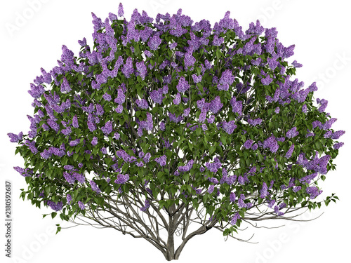 Common Lilac Isolated PNG, Dense Purple Flowering Shrub, Transparent Background