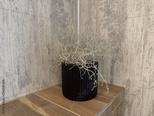 Konstfotografi A close-up shot of a silver bush (Calocephalus / Leucophyta brownii) plant with delicate twiggy foliage in a modern black ribbed pot, displayed on a wooden shelf against grey textured wall panels