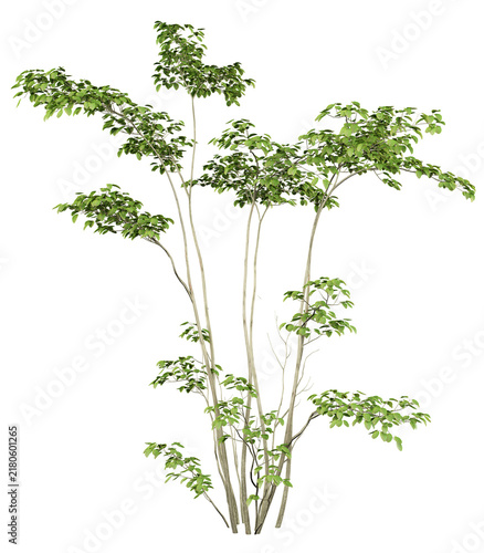Serviceberry Isolated PNG, Sparse Multi-Stem Deciduous Tree, Transparent Background