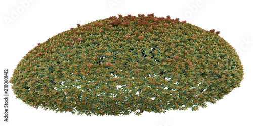 Box Honeysuckle Isolated PNG, Low Rounded Evergreen Shrub, Transparent Background