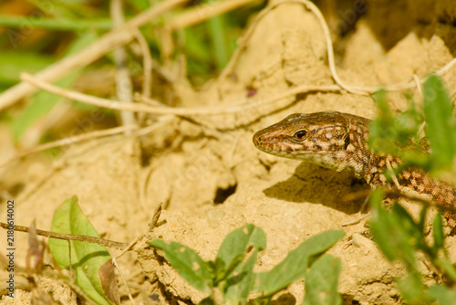 Bild auf Leinwand Common wall lizard resting on a dry earthen surface among green vegetation, with