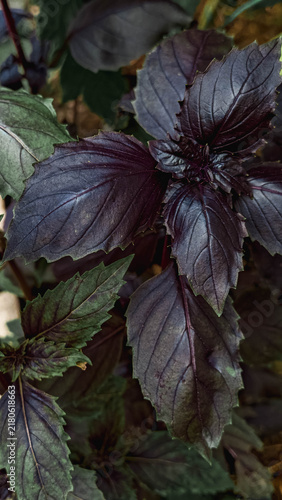 Konstfotografi Dark purple basil leaves growing in garden, fresh culinary herb, organic produce, homegrown seasoning, natural ingredient for cooking