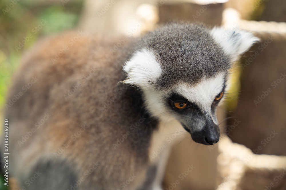 Obraz premium close up of ring tailed lemur with detailed fur and intense amber eyes natural habitat