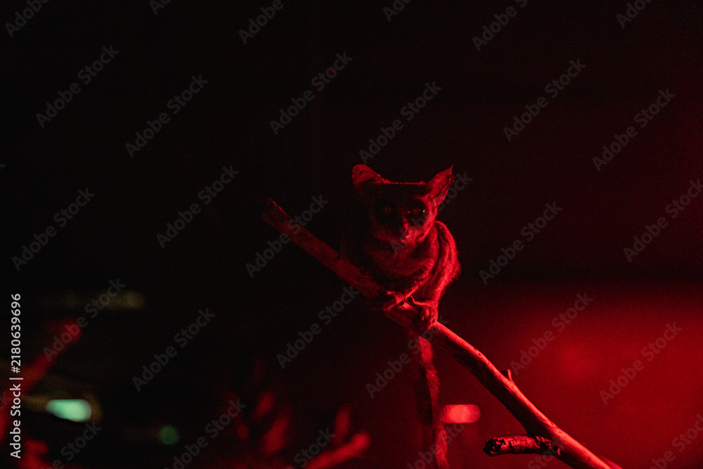 Obraz premium Nocturnal lemur perched on tree branch illuminated by red light in dark environment