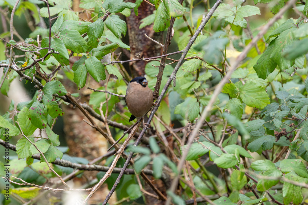 Obraz premium Adult female bullfinch in hedgerow foliage