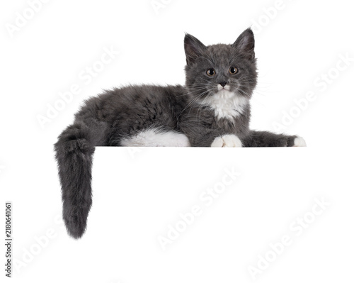 Adorable blue with white Maine Coon cat kitten, laying down side ways on edge. Looking straight to camera with chubby cheeks and moustache markings. Isolated cutout on a transparent background.