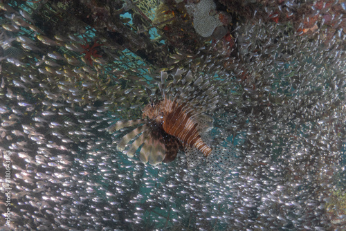 Photography Lionfish (Pterois miles) in the Red Sea, colorful fish, Eilat, Israel
