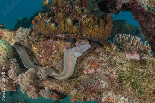 Konstfotografi Moray eel Mooray lycodontis undulatus in the Red Sea, Eilat Israel