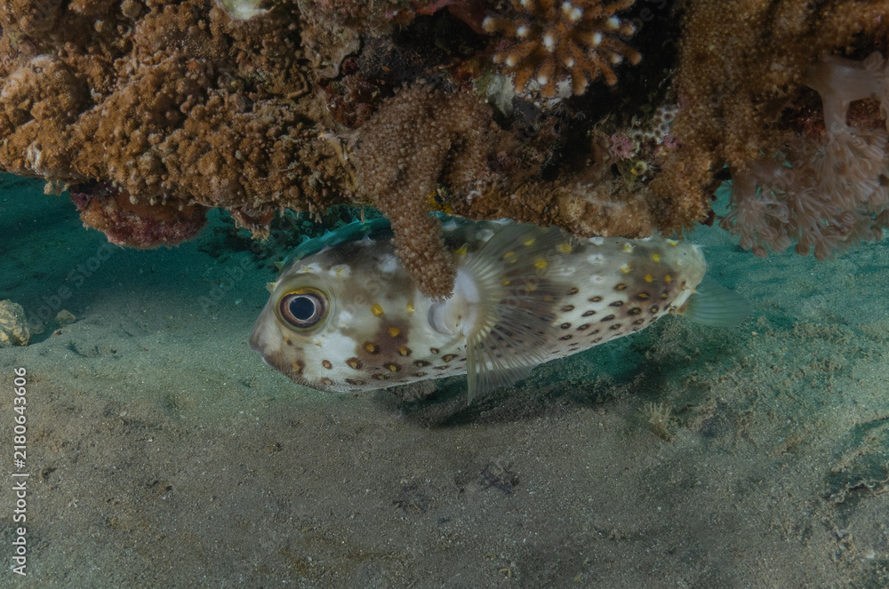 Obraz premium Fish swimming in the Red Sea, colorful fish, Eilat, Israel 