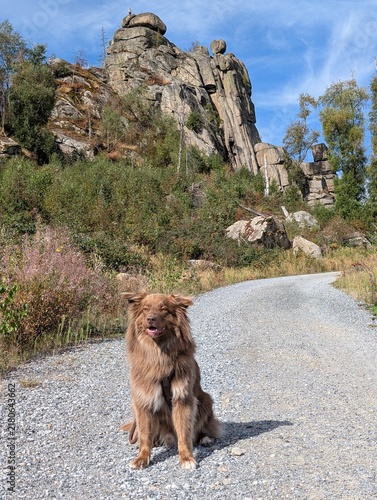 Harz Brocken Ottofelsen, Australian Shepherd, Hund
