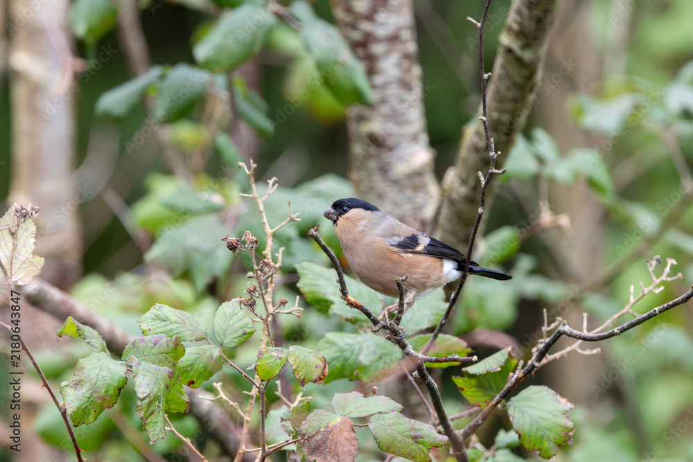 Obraz premium Adult female bullfinch perched on a twig