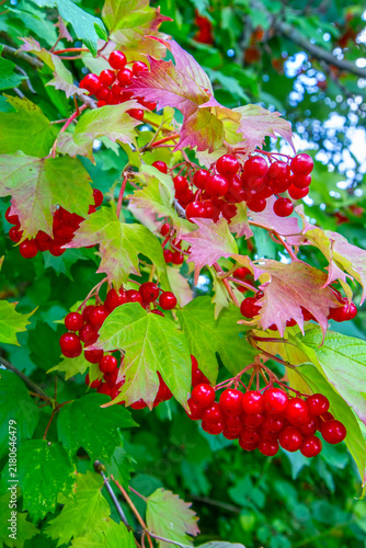 фотографія Red viburnum berries on a branch with green leaves
