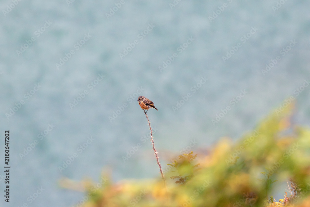 Obraz premium Stonechat perched on a tall stem