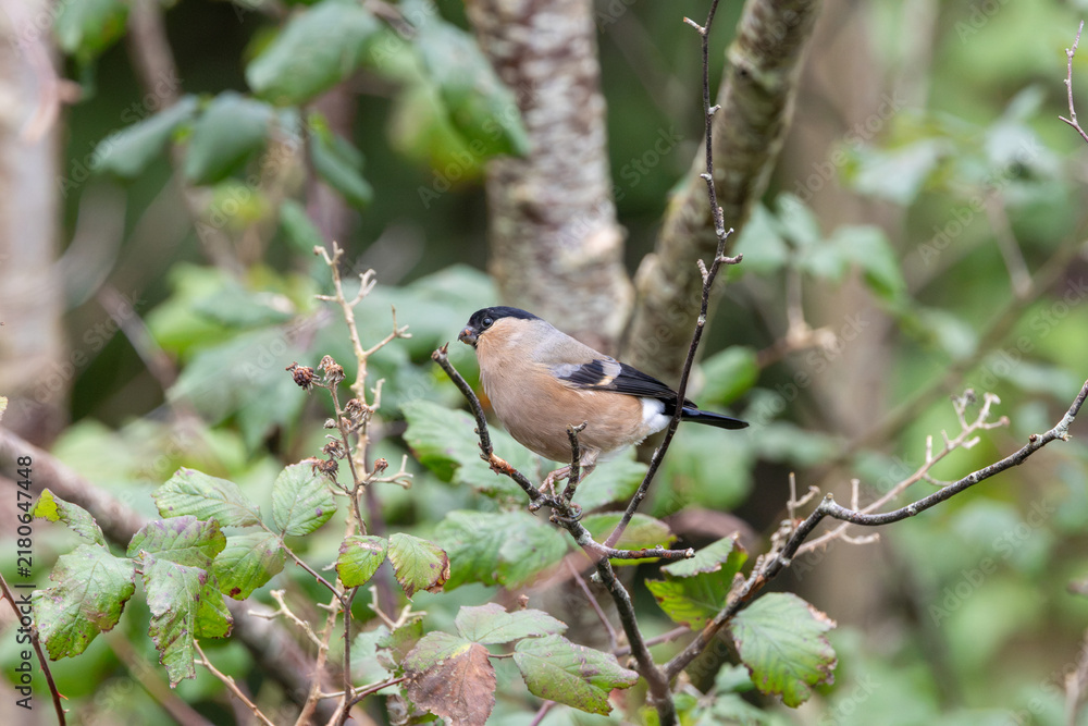 Fototapeta premium Adult female bullfinch perched in a hedge
