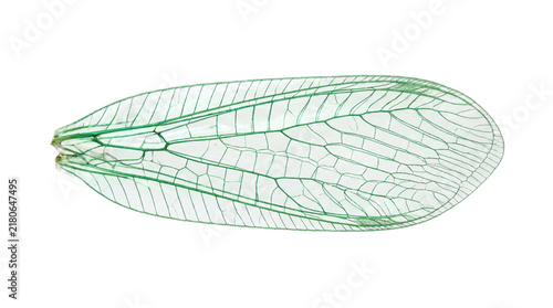 Transparent green lacewing wing with intricate vein patterns, delicate insect wing anatomy, macro view of translucent bug wing isolated PNG with Transparent Background