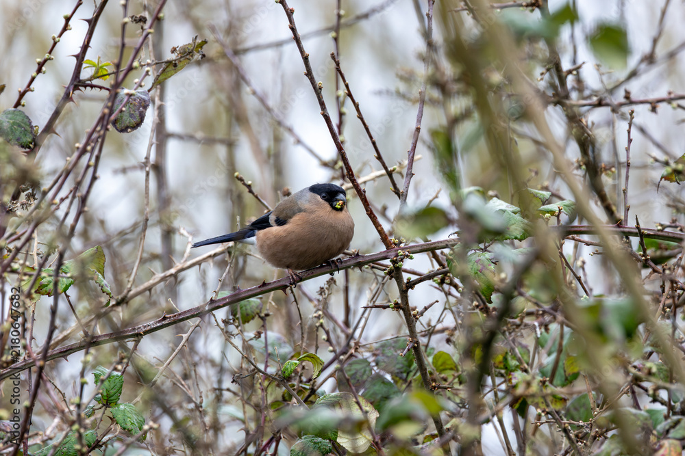 Fototapeta premium Adult female bullfinch feeding in brambles