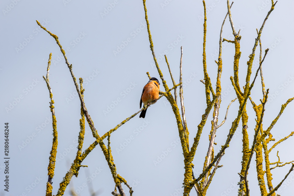 Obraz premium Adult bullfinch perched high in a treetop