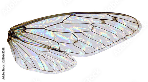 Iridescent cicada wing with intricate vein patterns, translucent insect wing macro, shimmering gossamer texture for biology study isolated PNG with Transparent Background