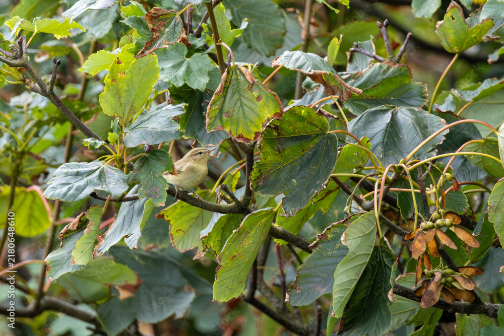 Obraz premium Willow Warbler perched in a tree