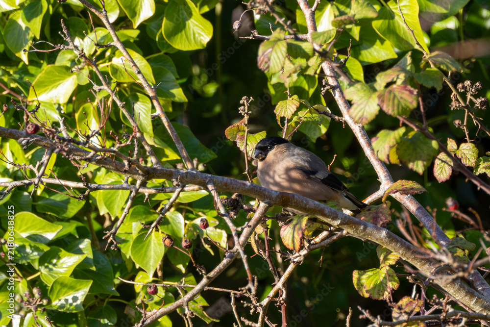 Fototapeta premium Adult female bullfinch in dappled foliage